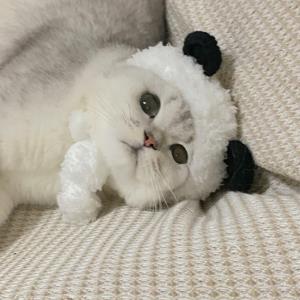 小清新的小老鼠