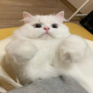 纯真的小蜜蜂