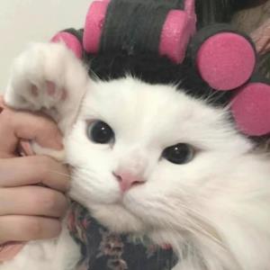 小清新的小百合