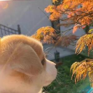 爱情的味道