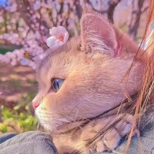 快乐的小乌龟