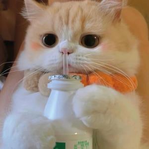 小清新的小狼