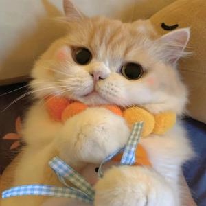 温暖的小猪