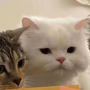 小清新的小蛇