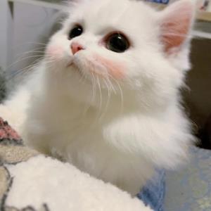 红笺墨客