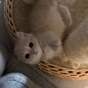 善良的心灵