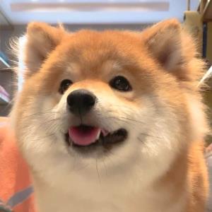 轻舞飞扬