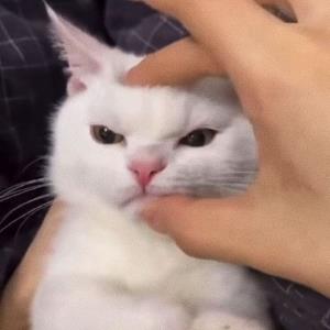 深情邂逅