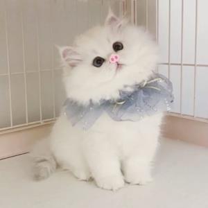 雾水晶