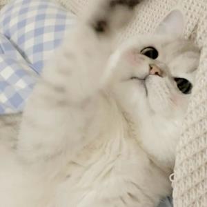 冬雪初霁