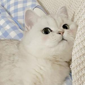 落英缤纷