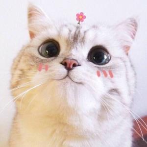 心之所向