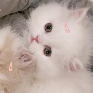 琴心剑魄