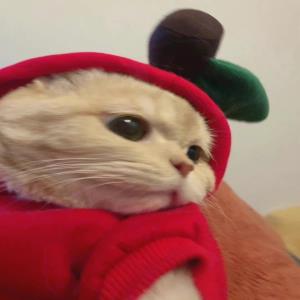 紫色情人