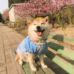 步步高升