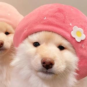 春风十里