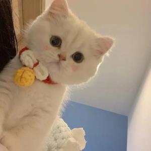 雨中精灵