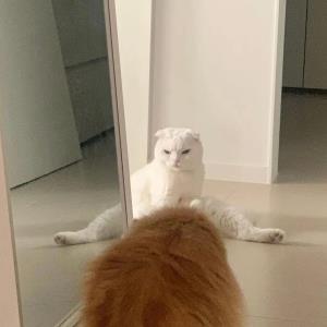 蝶舞飞鱼