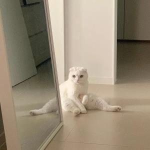 风中之舞
