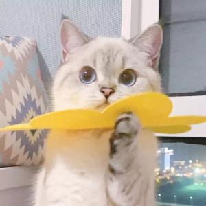 青春绽放