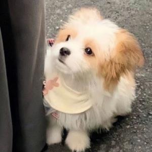 伊人如梦