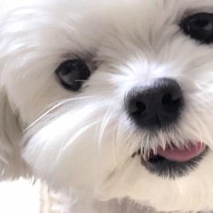 天使之翼