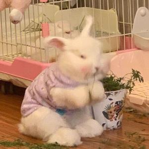 春暖花开