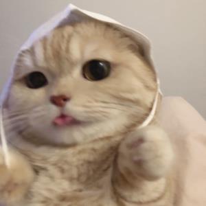 红尘佳人
