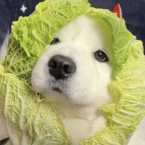天使之吻