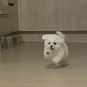 红楼之花