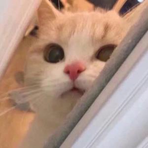 爱情故事