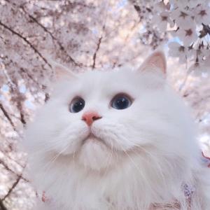 红色情感