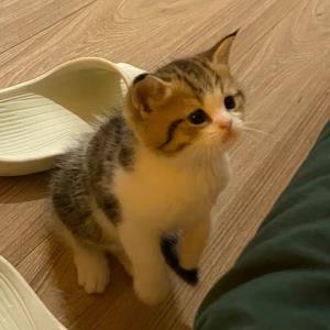 红色的爱