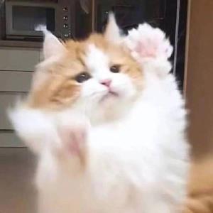 清新的空气