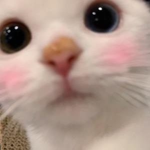 梦之彼岸