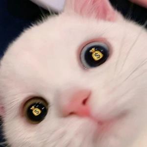 青春之梦