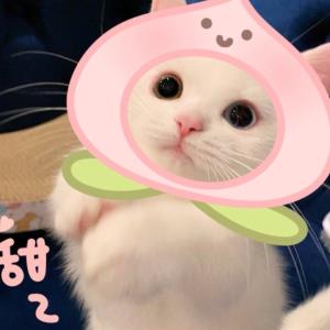 蓝色狂想