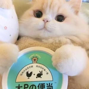 琪琪