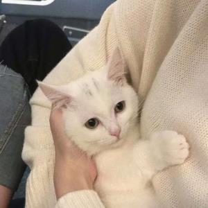 青春之翼
