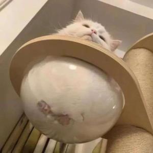 真心付出