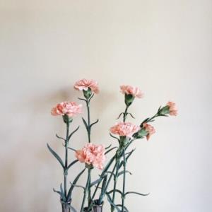 小娇