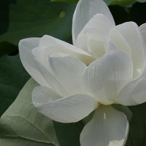 小梦