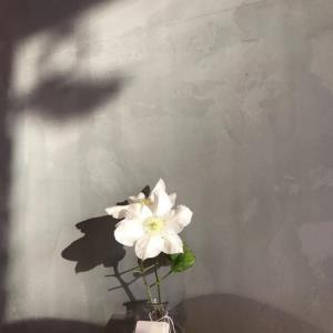 雪花飘