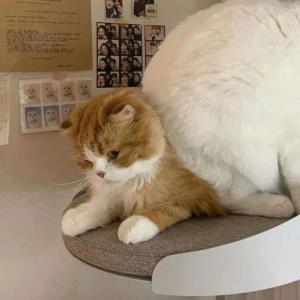 信心满满