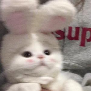 真善美爱