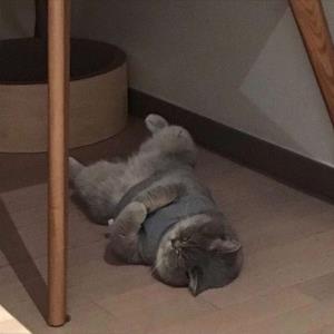 全心投入
