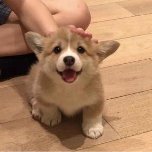 人生如歌
