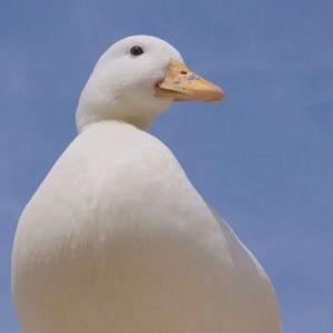 志向坚定