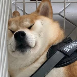 善良的人儿