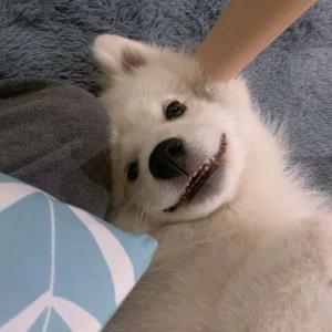 飞翔的小鸟